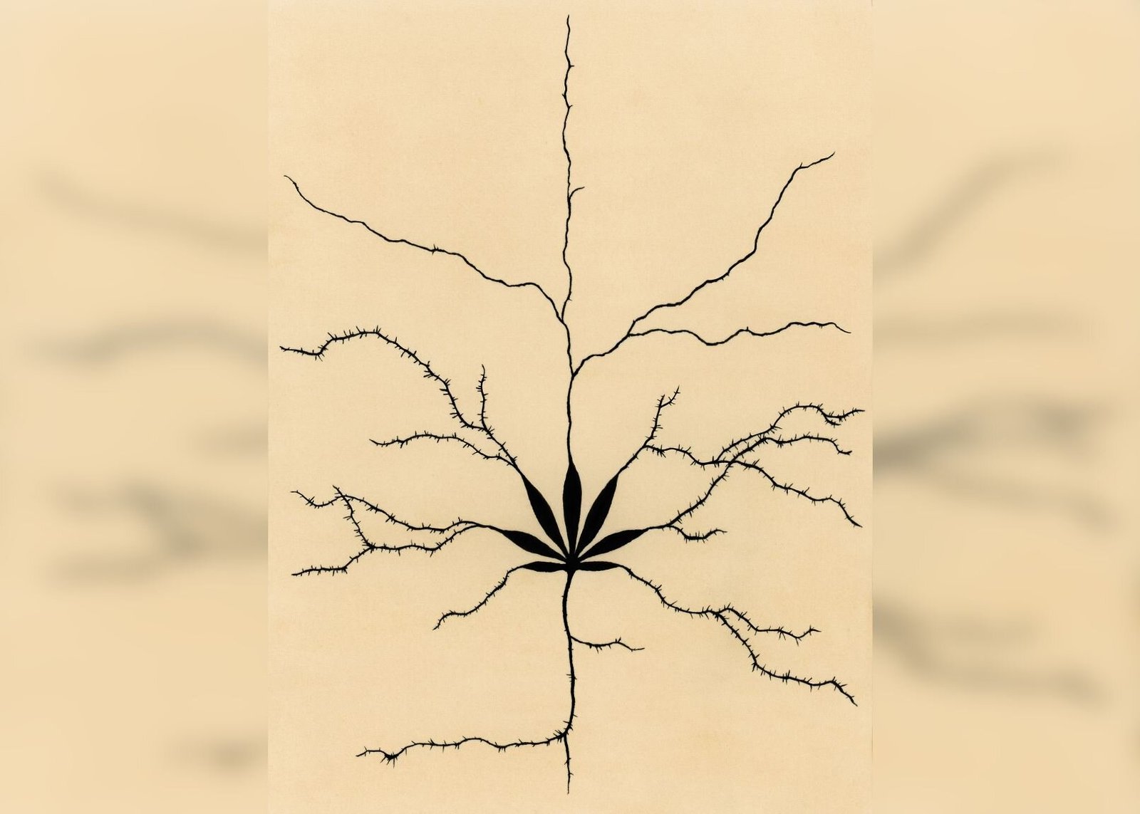 Yale-Studie verbindet Cannabiskonsumstörung mit psychiatrischen Risiken