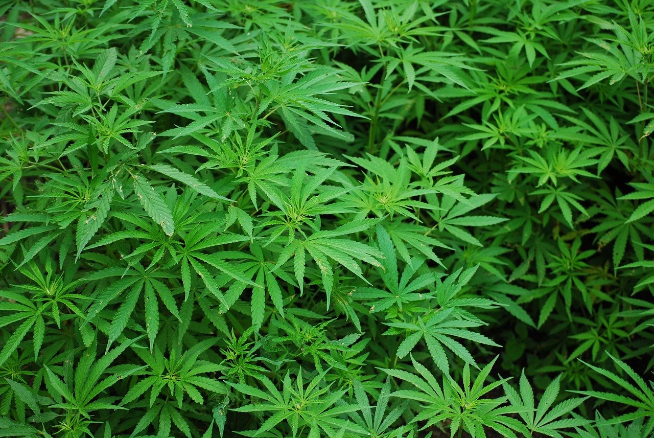 Ayotte vetoes bill allowing medical cannabis greenhouses