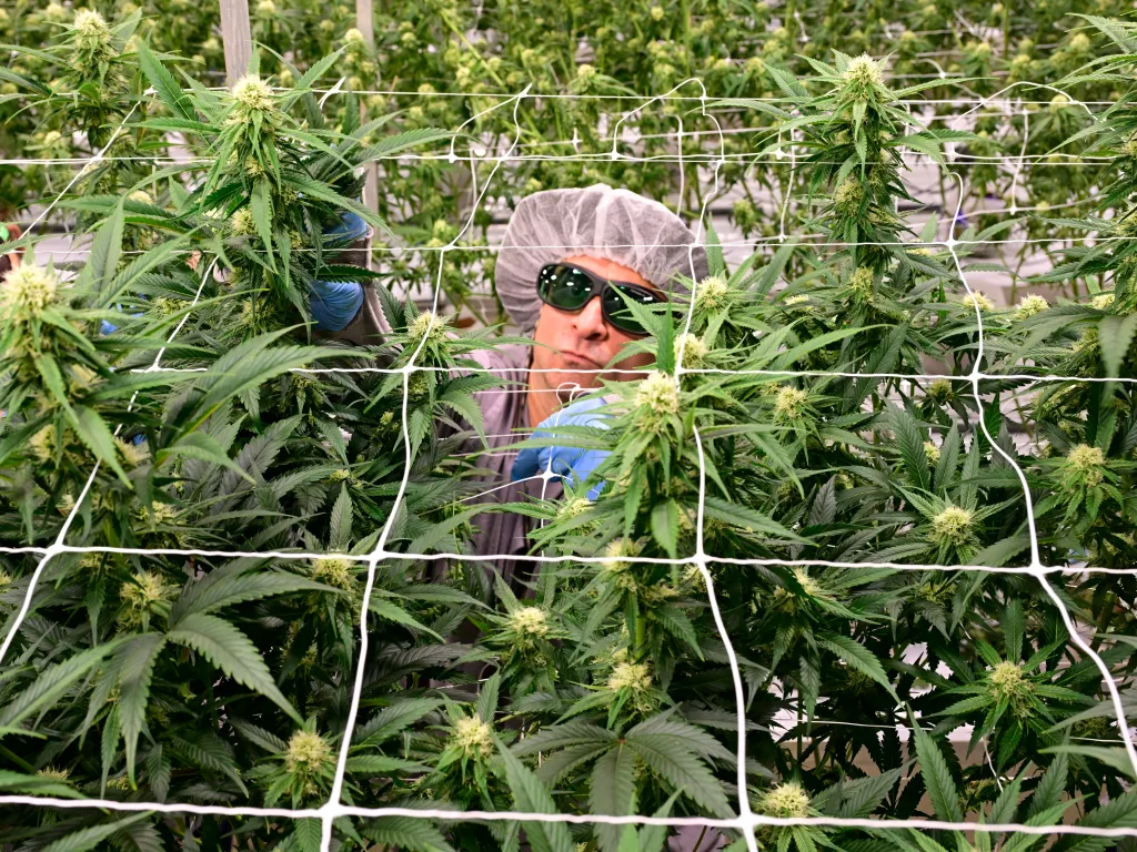 Colorado cannabis sales fall, pace slows