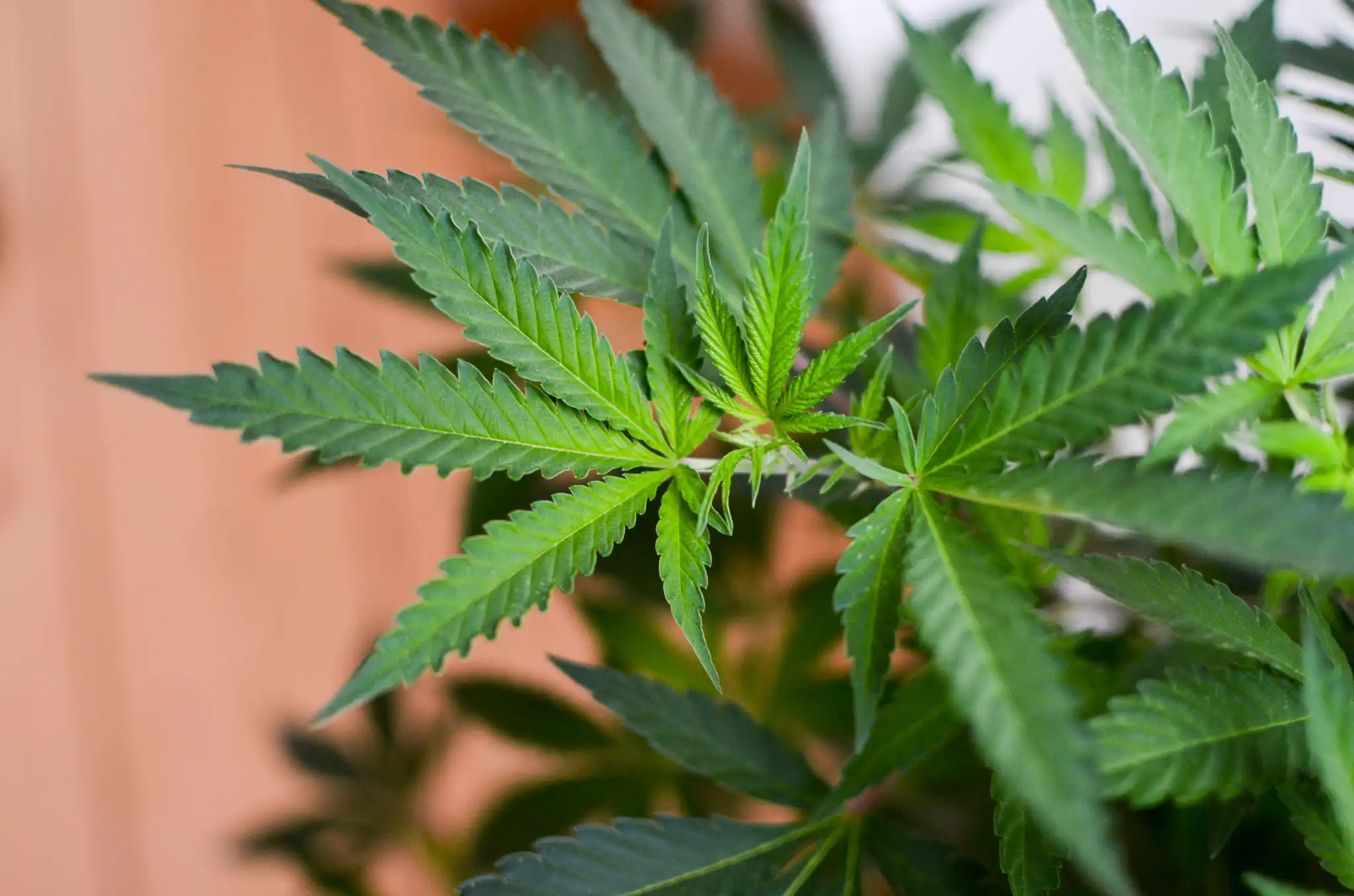 Colorado Teens Drop Use After cannabis legalization