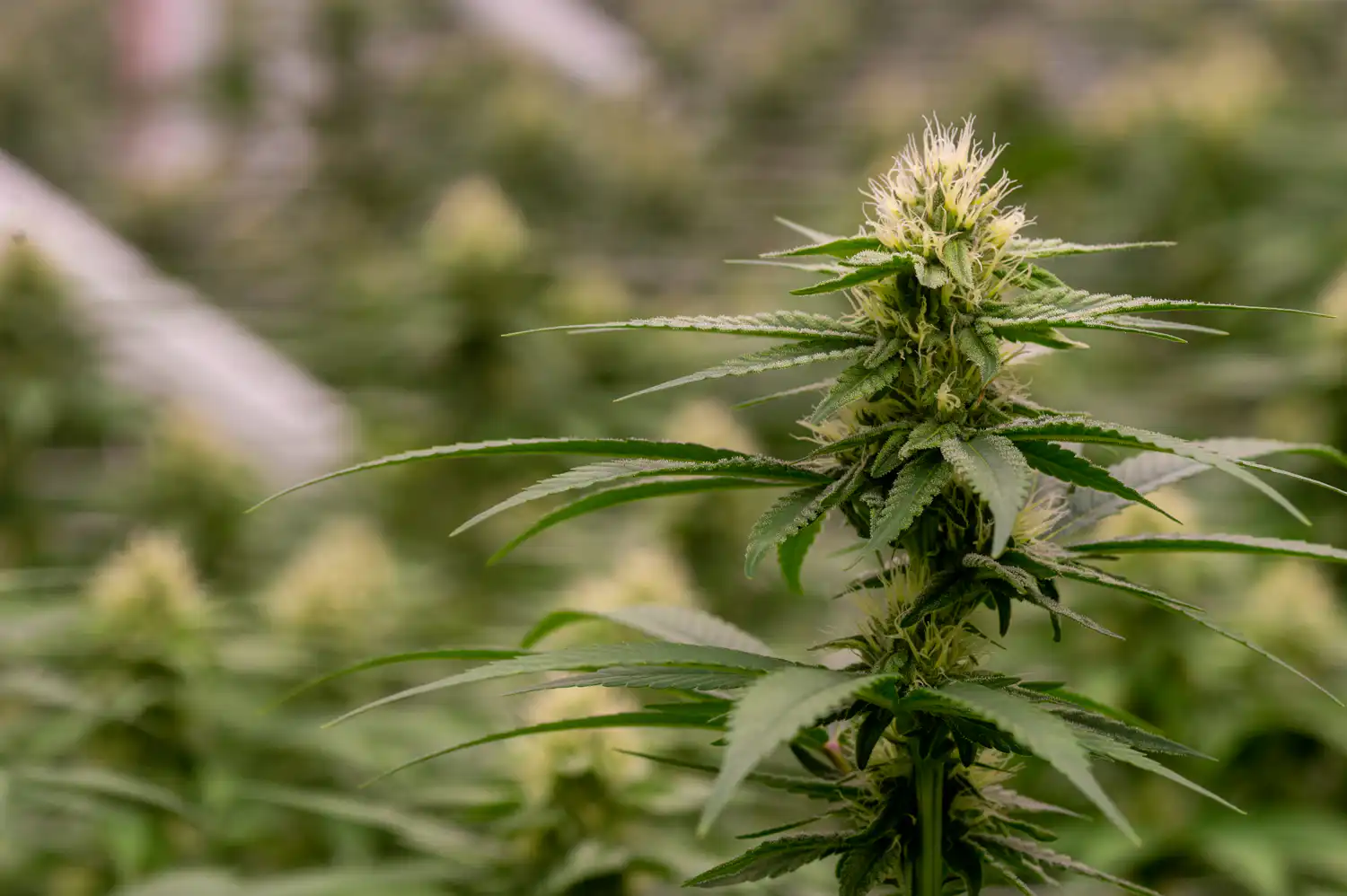 DEA Judge Pressed on cannabis rescheduling Livestream