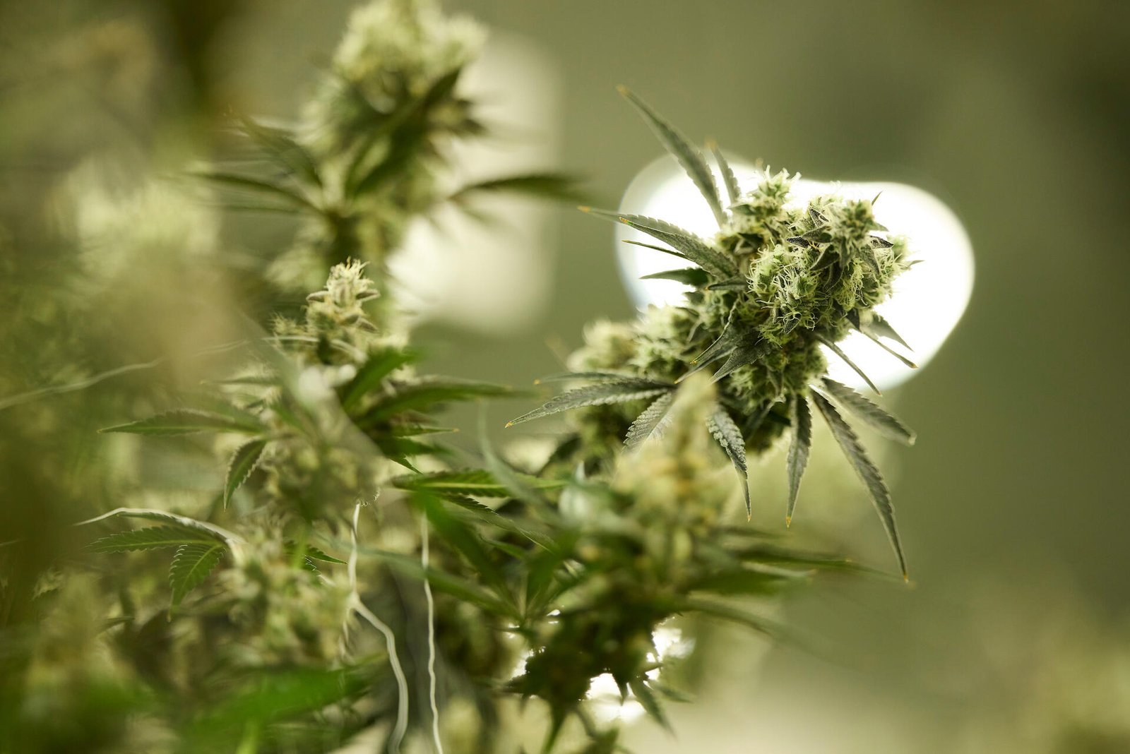 DOJ Reschedules medical cannabis, Affects Nevada Market