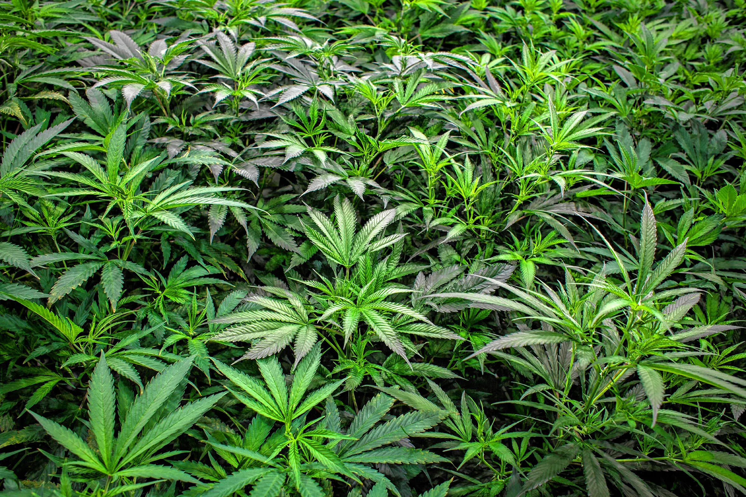 Gov. Ayotte vetoes on-site cannabis greenhouse bill