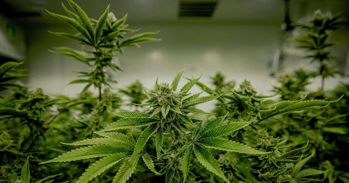 Illinois awards $50.8M cannabis tax grants