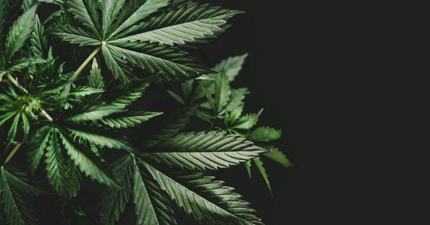 London Investors Revisit cannabis stocks