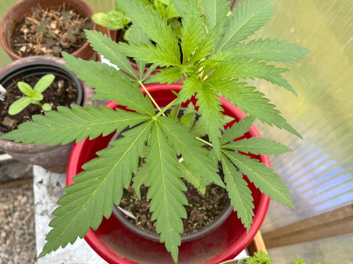 Mashantucket Pequot Enter connecticut cannabis Market
