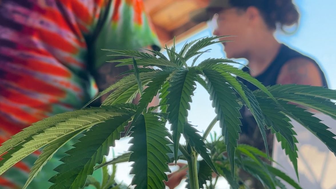New York Hosts cannabis showcase for Microbusinesses