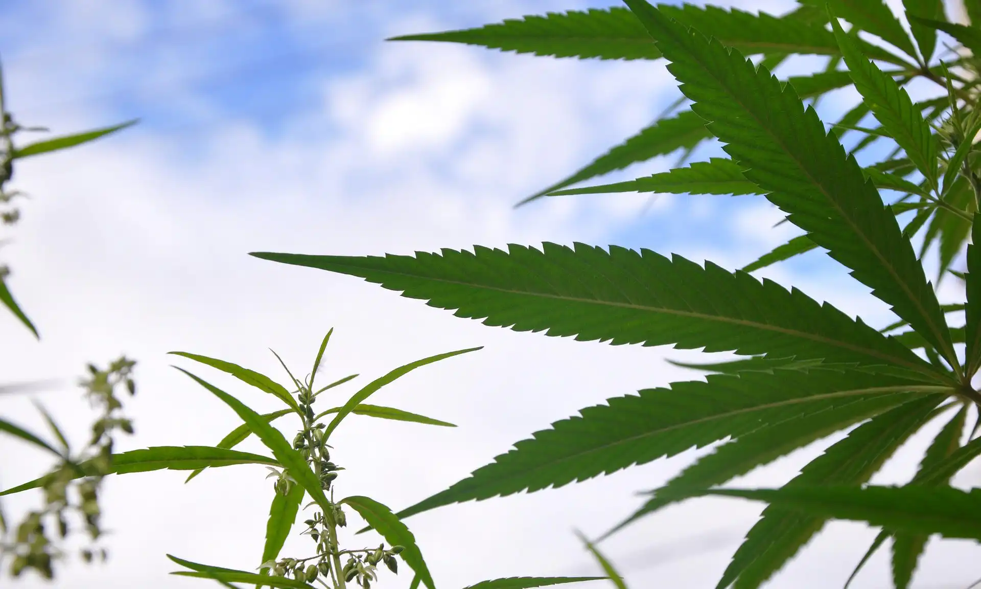 Over 100 Alabama patients buy medical cannabis in first week