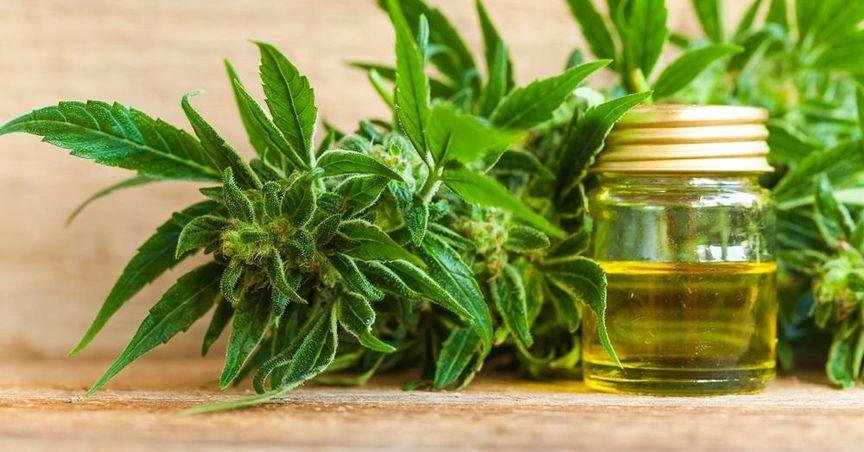 Oxford Cannabinoid Advances cannabis research in UK
