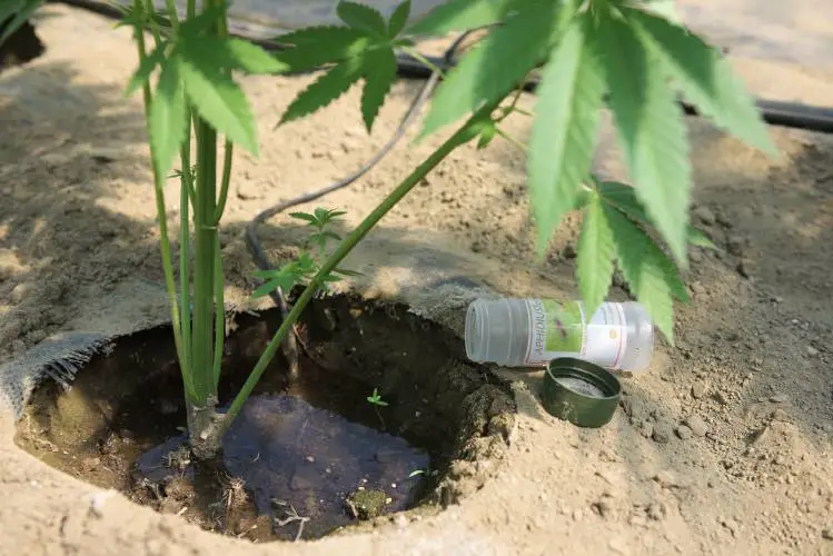 Royalton Weighs Retail Cannabis Sales on Ballot