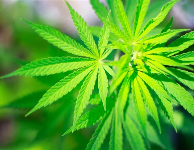 Study finds cannabis branding attracts youth