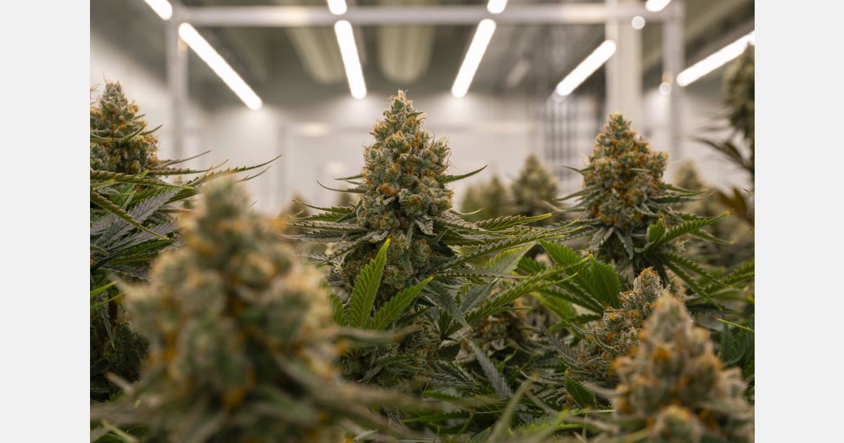 Village Farms leads cannabis exports from B.C.
