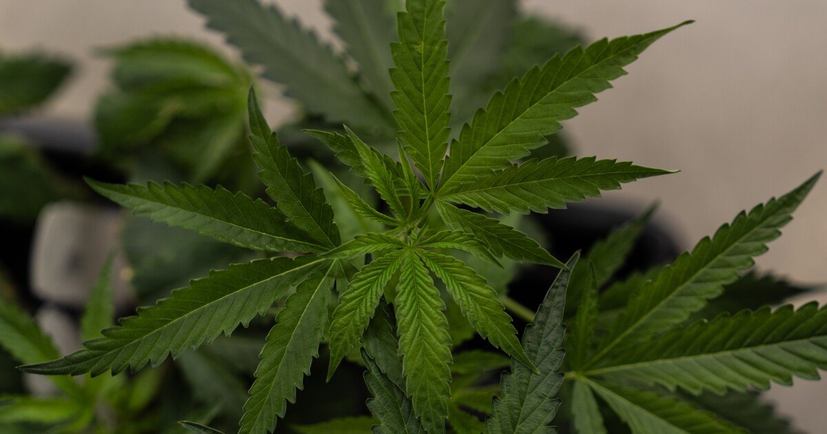 Virginia budget adds criminal penalties for public cannabis use