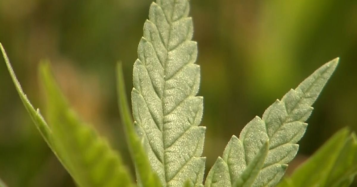 Virginia cannabis legalization starts July 2027