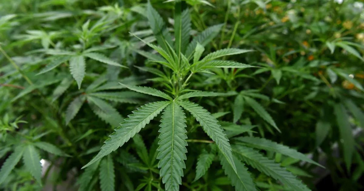 Virginia creates cannabis retail market starting 2027