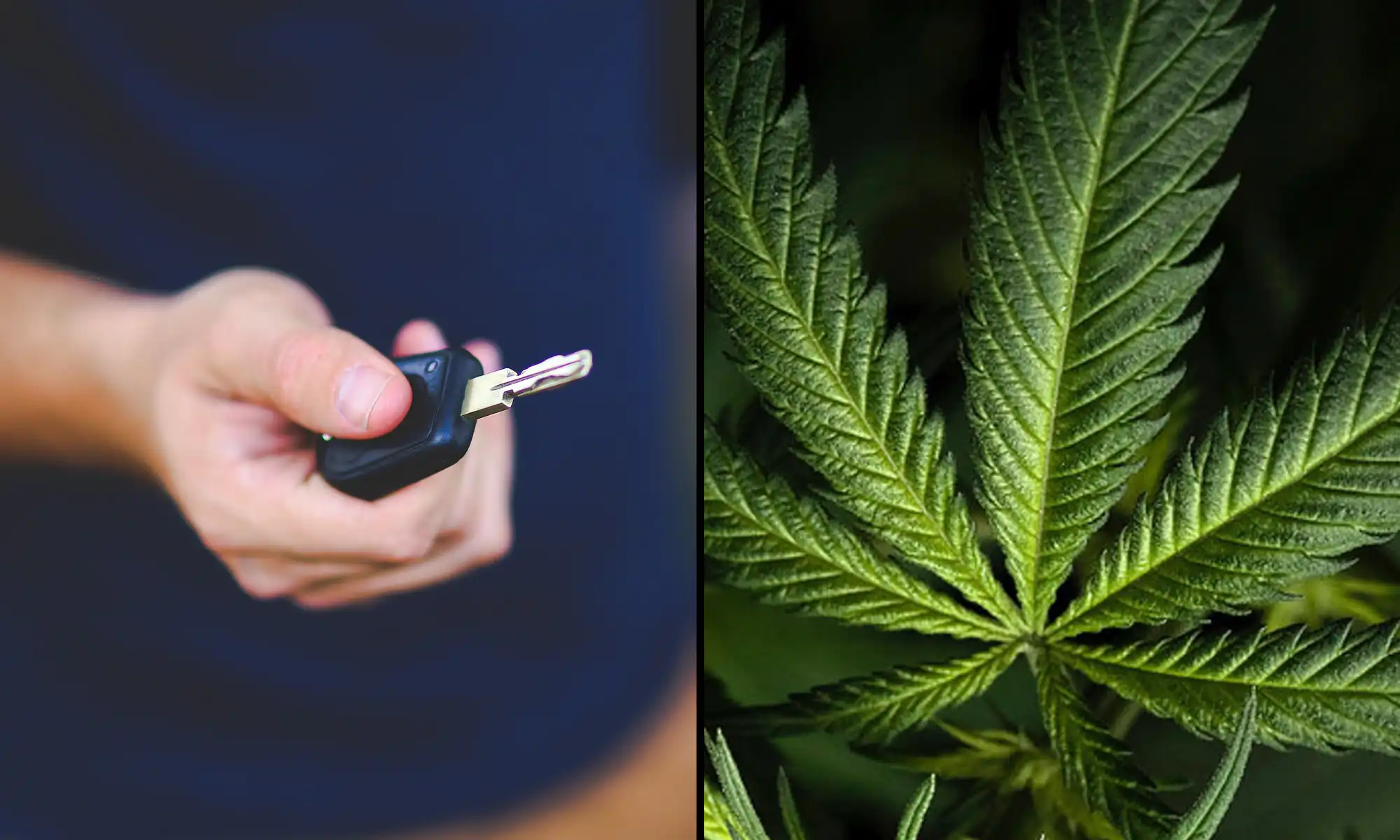ATA, Safety Groups Warn on cannabis rescheduling