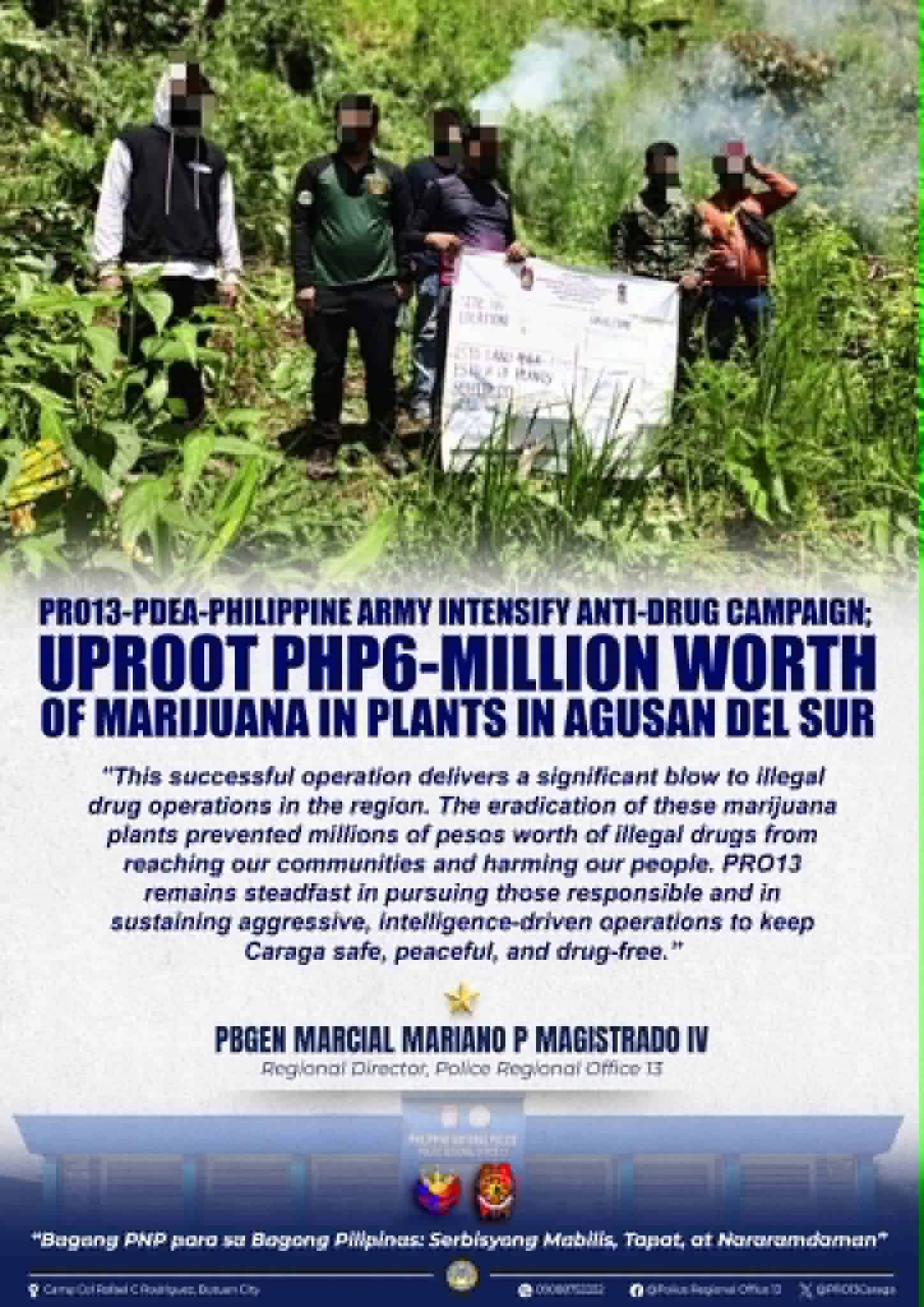 Authorities destroy 23,431 cannabis plants in Agusan del Sur