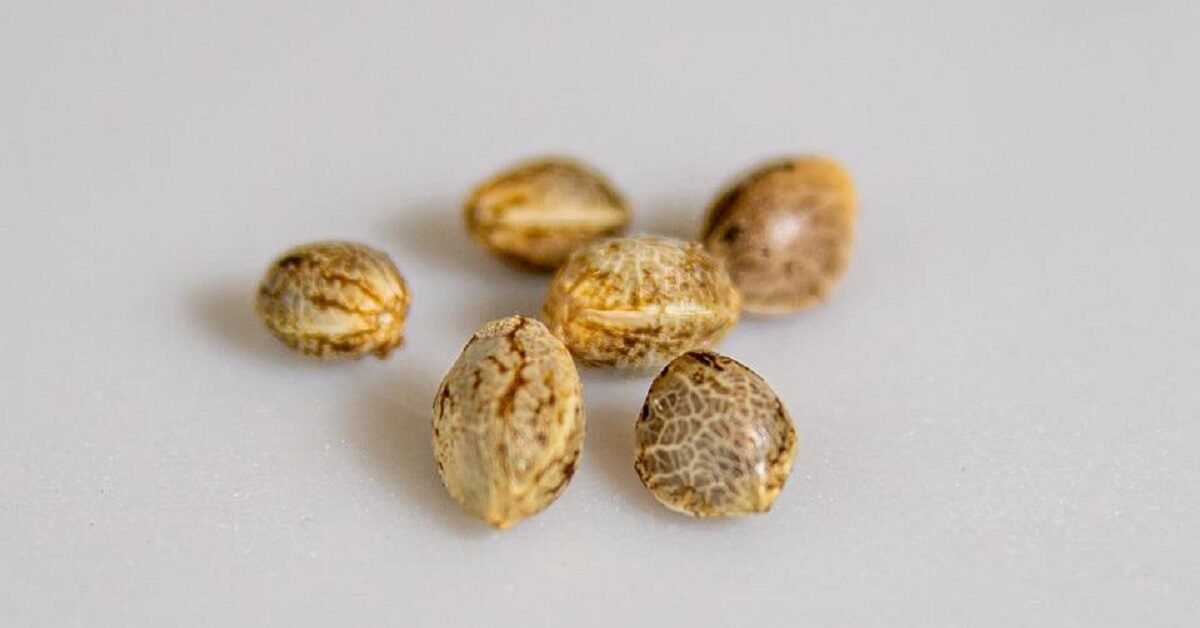 cannabis genetics drive new strain development