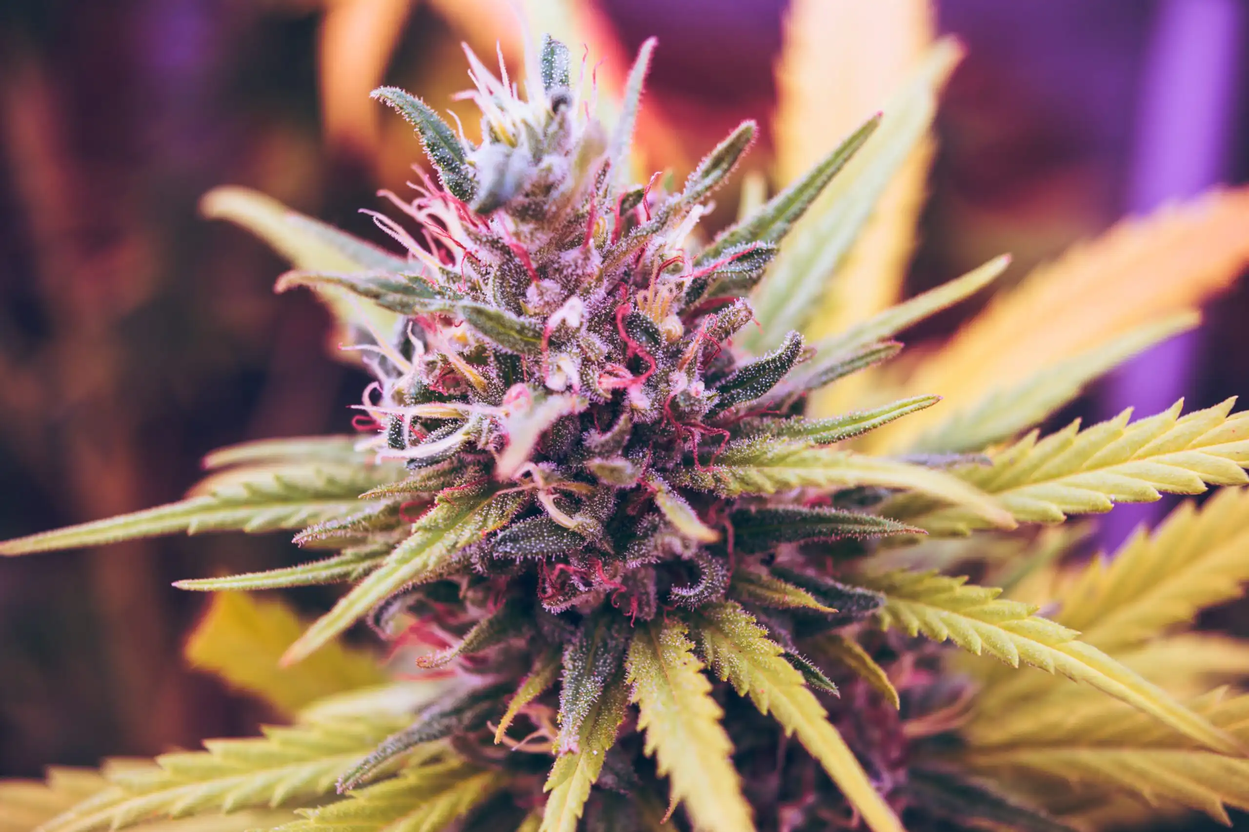 cannabis rescheduling draws business intervention