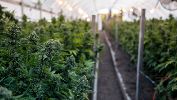 DEA Inspects Medical Cannabis Applicants