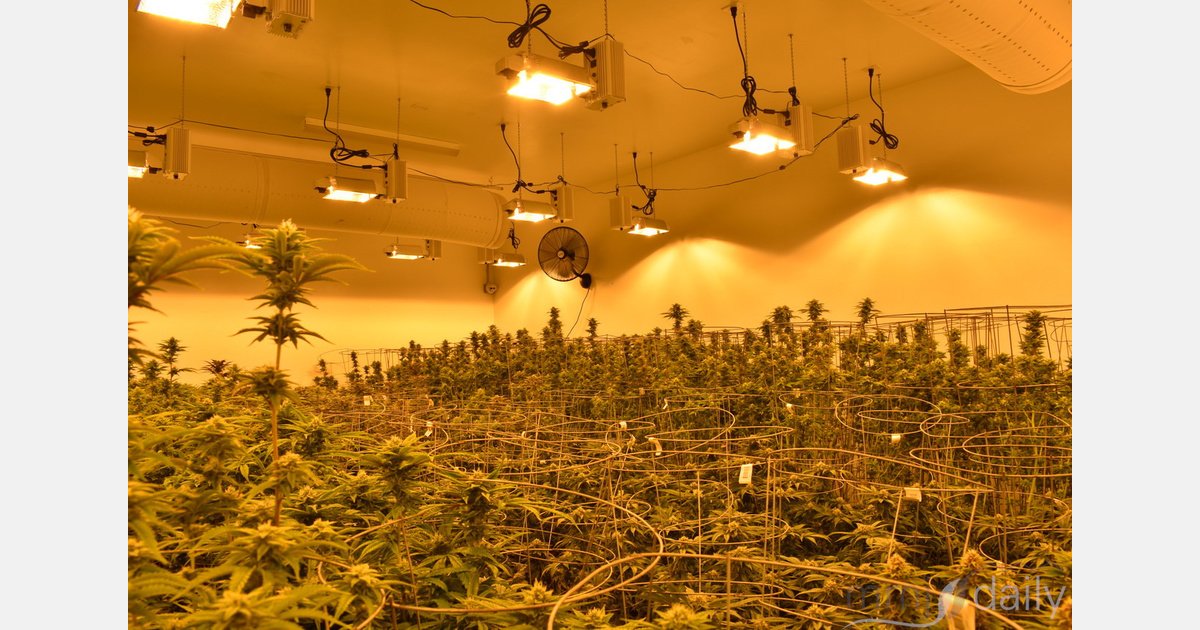 German pharmacies question medical cannabis origins