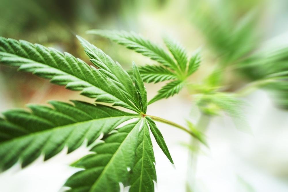 Hellenic Dynamics Updates uk cannabis stocks Outlook