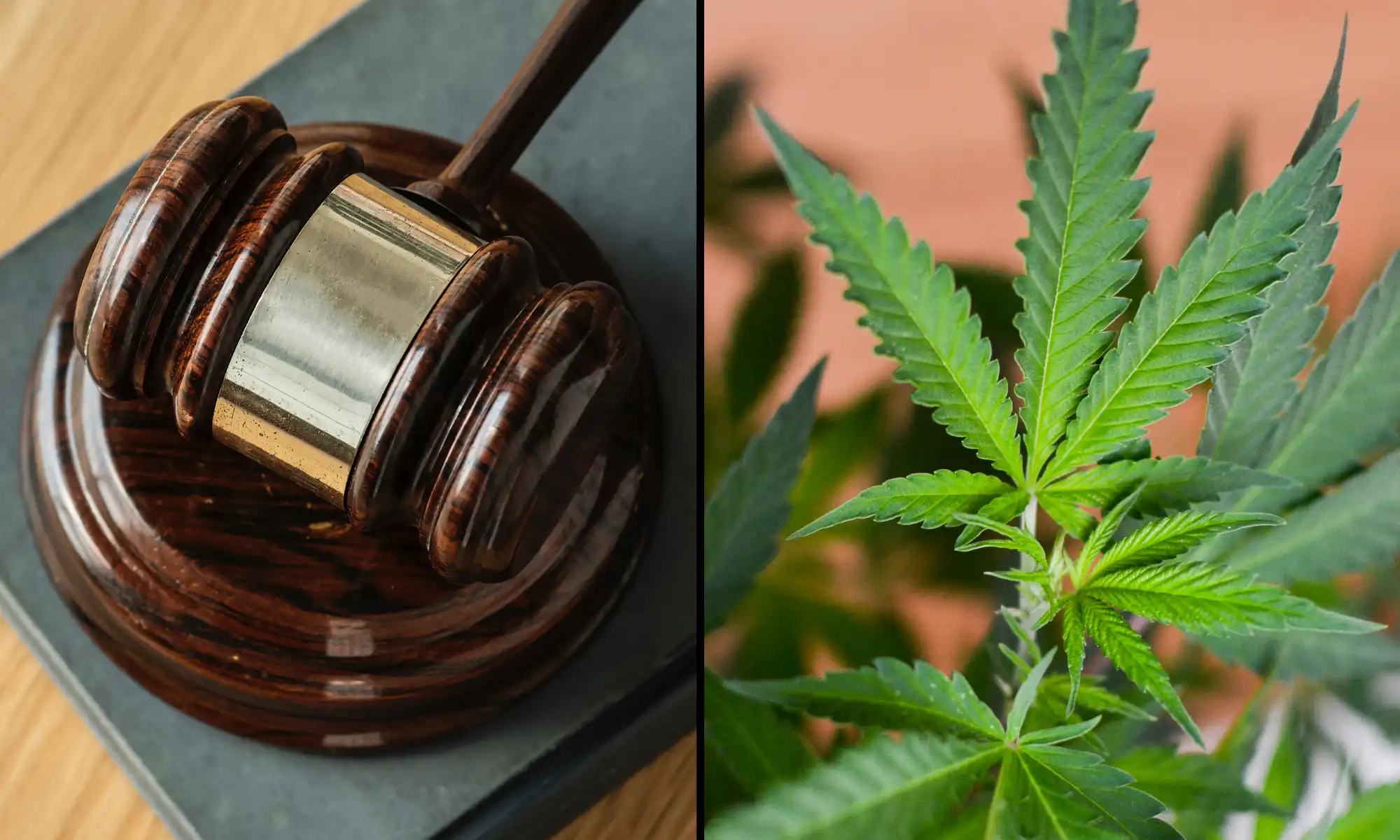 Judge Questions cannabis legalization Link to Guns