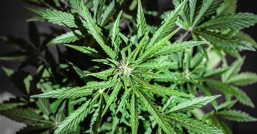 Kanabo Leads London cannabis stocks Review