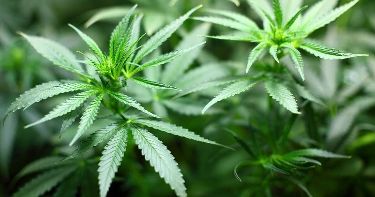 Kentucky limits where medical cannabis can be purchased