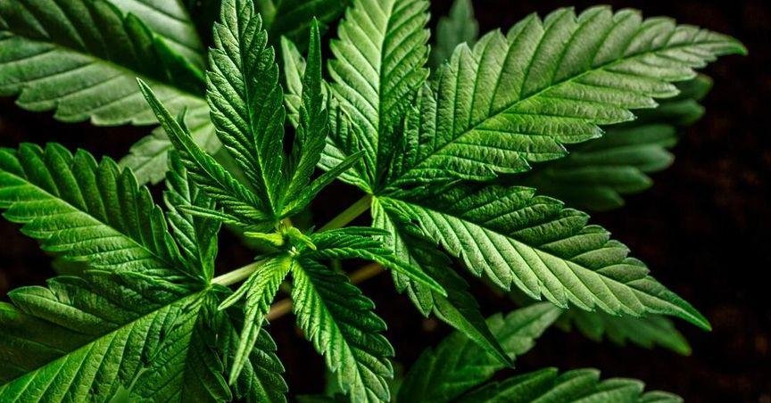 London Debate Centers on cannabis stocks