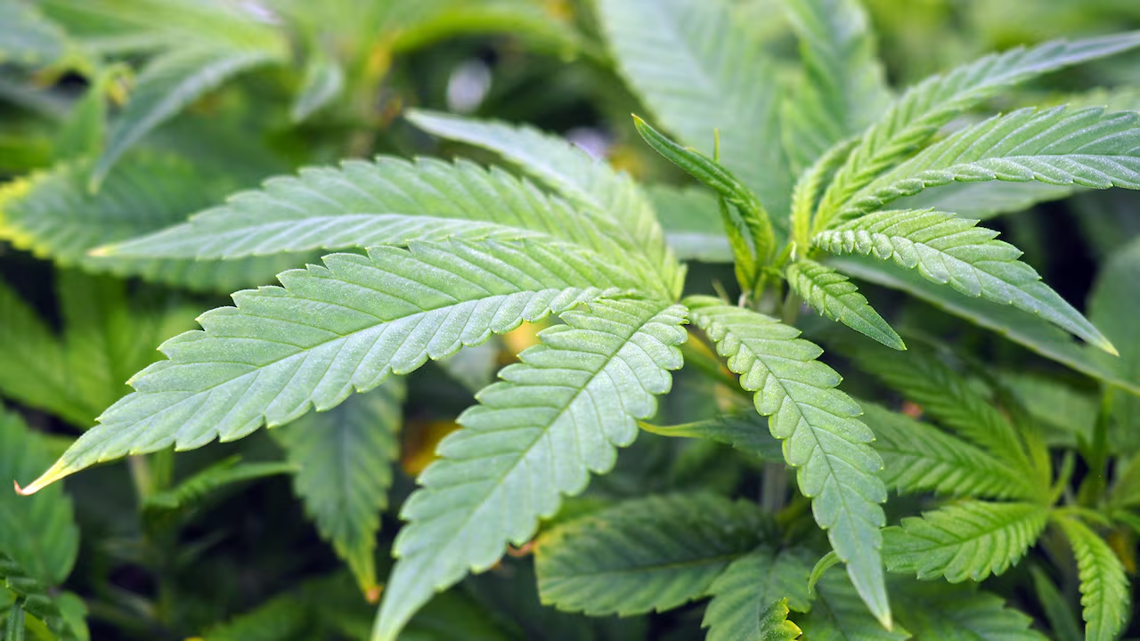 NACOC halts cannabis licensing, warns farms illegal