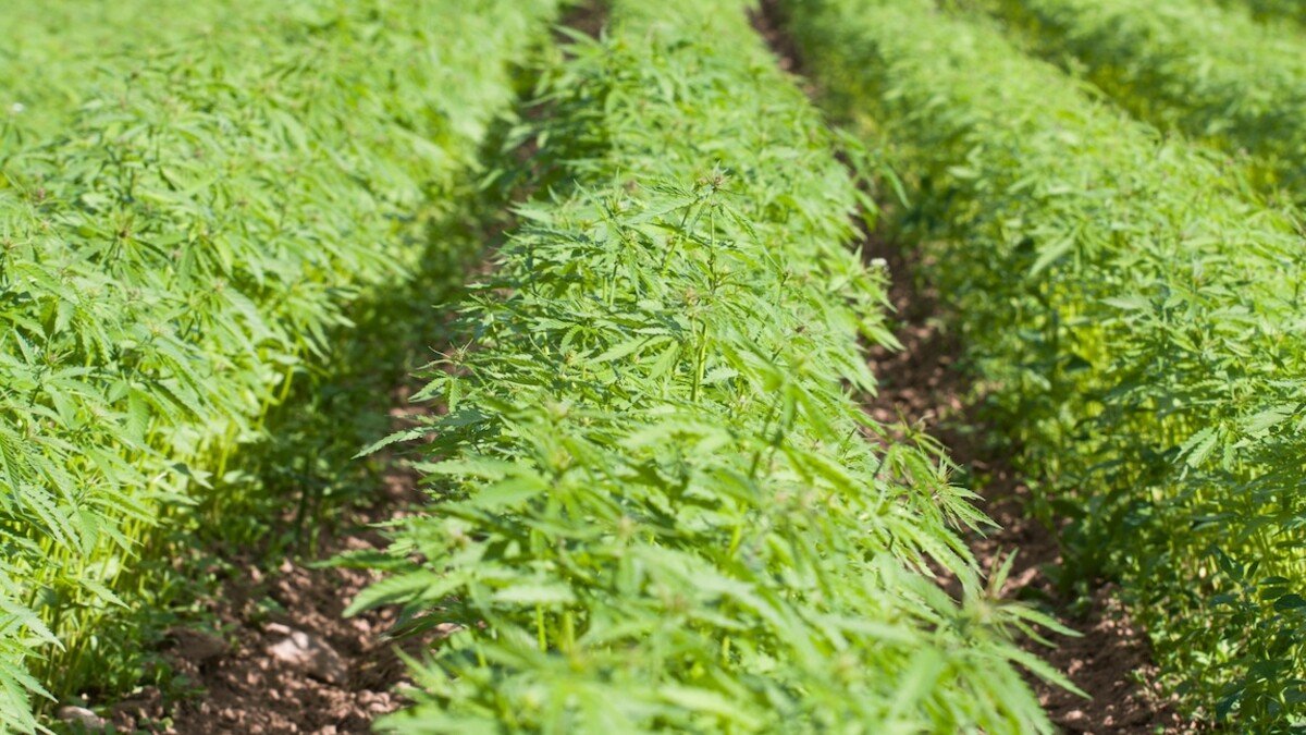 Nebraska support for cannabis legalization rises