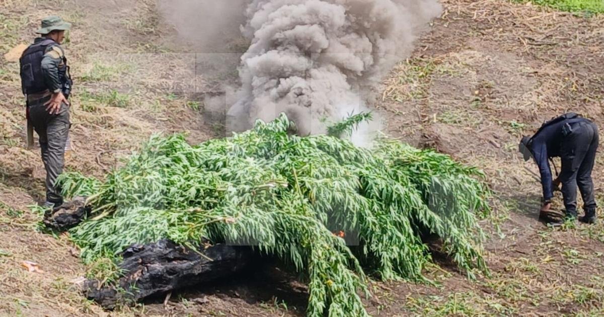 Police Burn 5,000 Cannabis Trees in Moruga