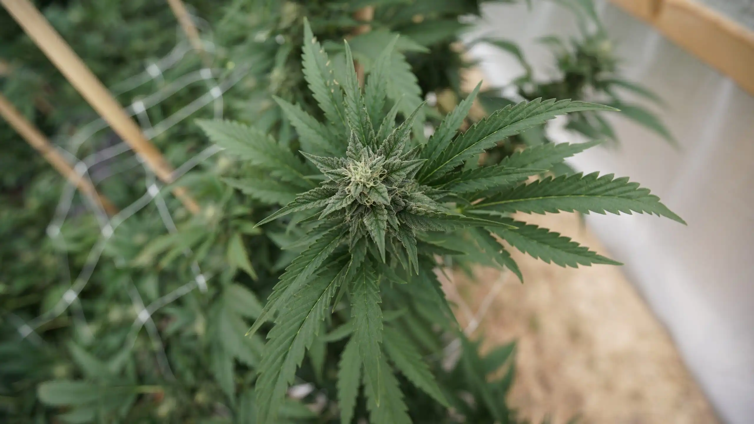 Senator Presses AG on cannabis rescheduling