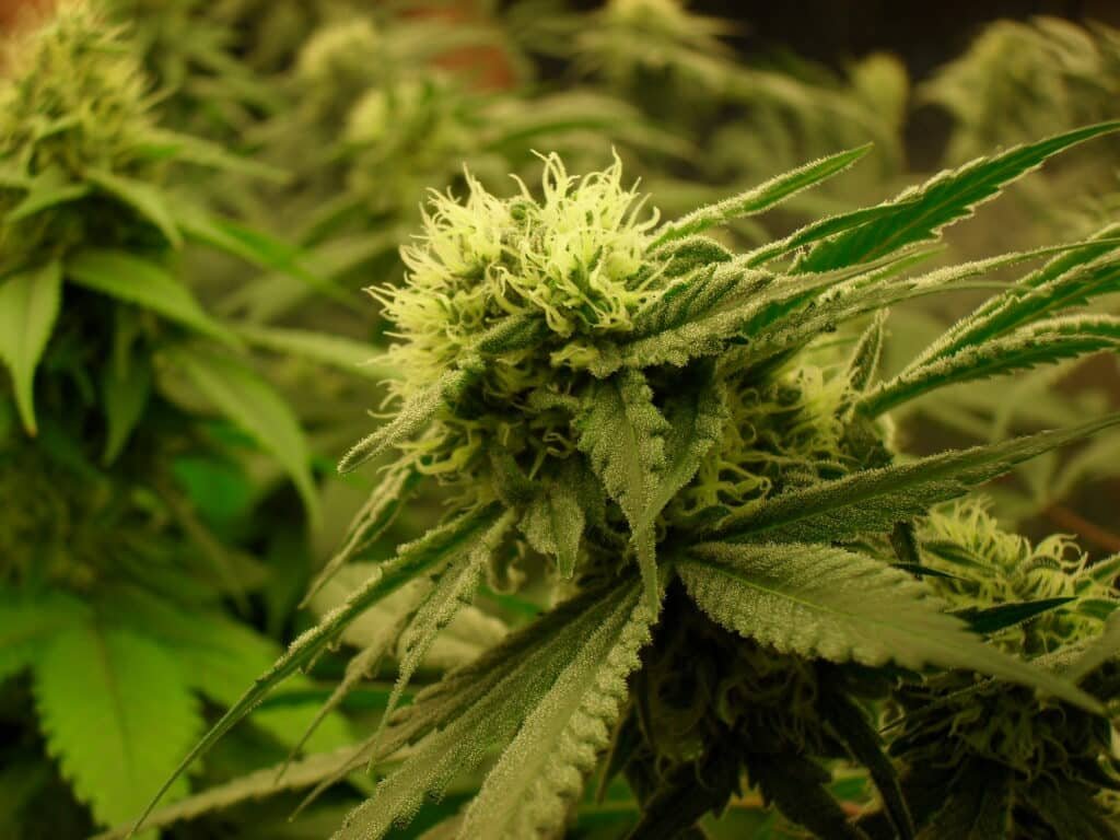 States limit medical cannabis access for parolees