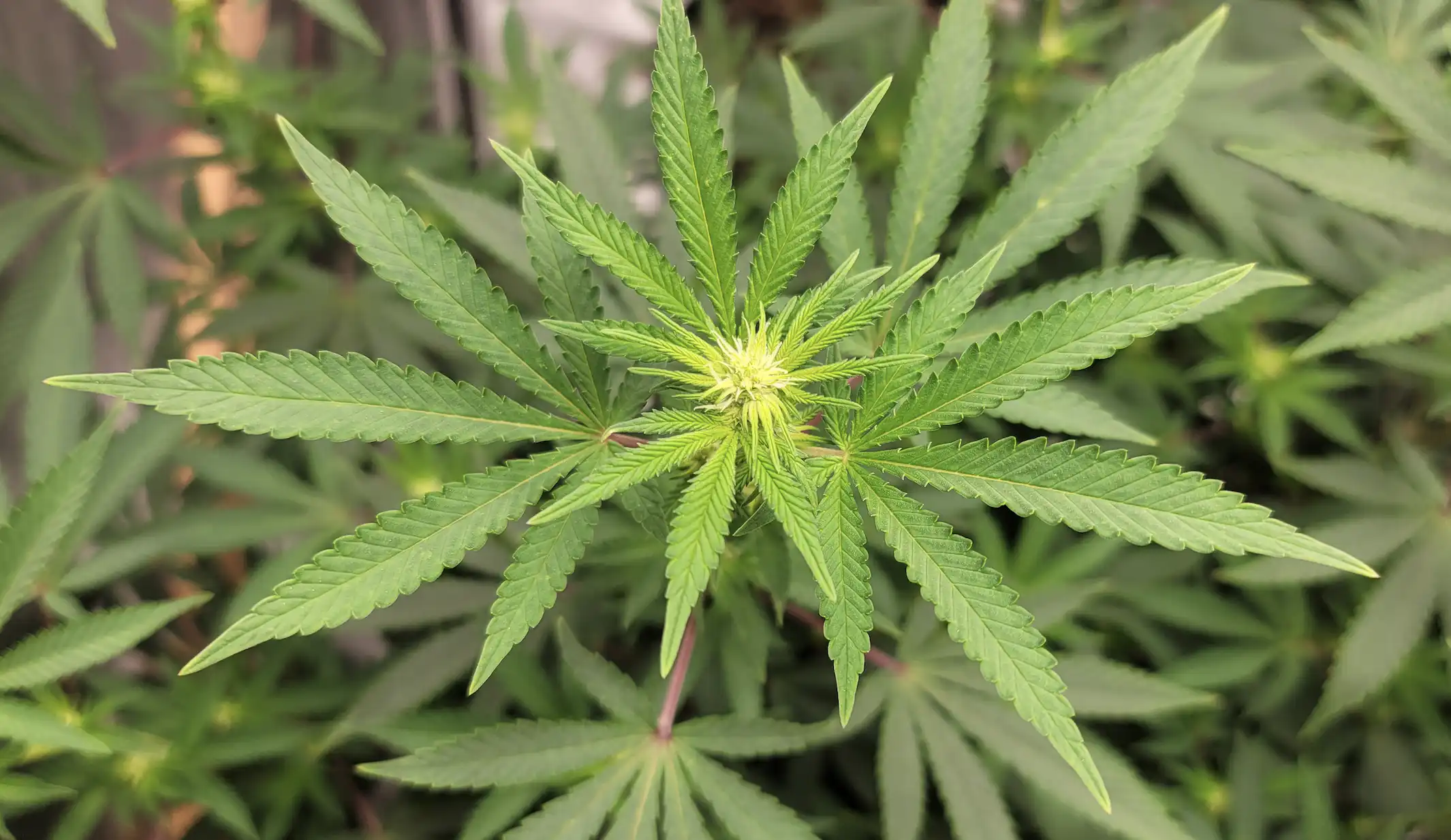 Study: cannabis terpenes alter THC receptor activity