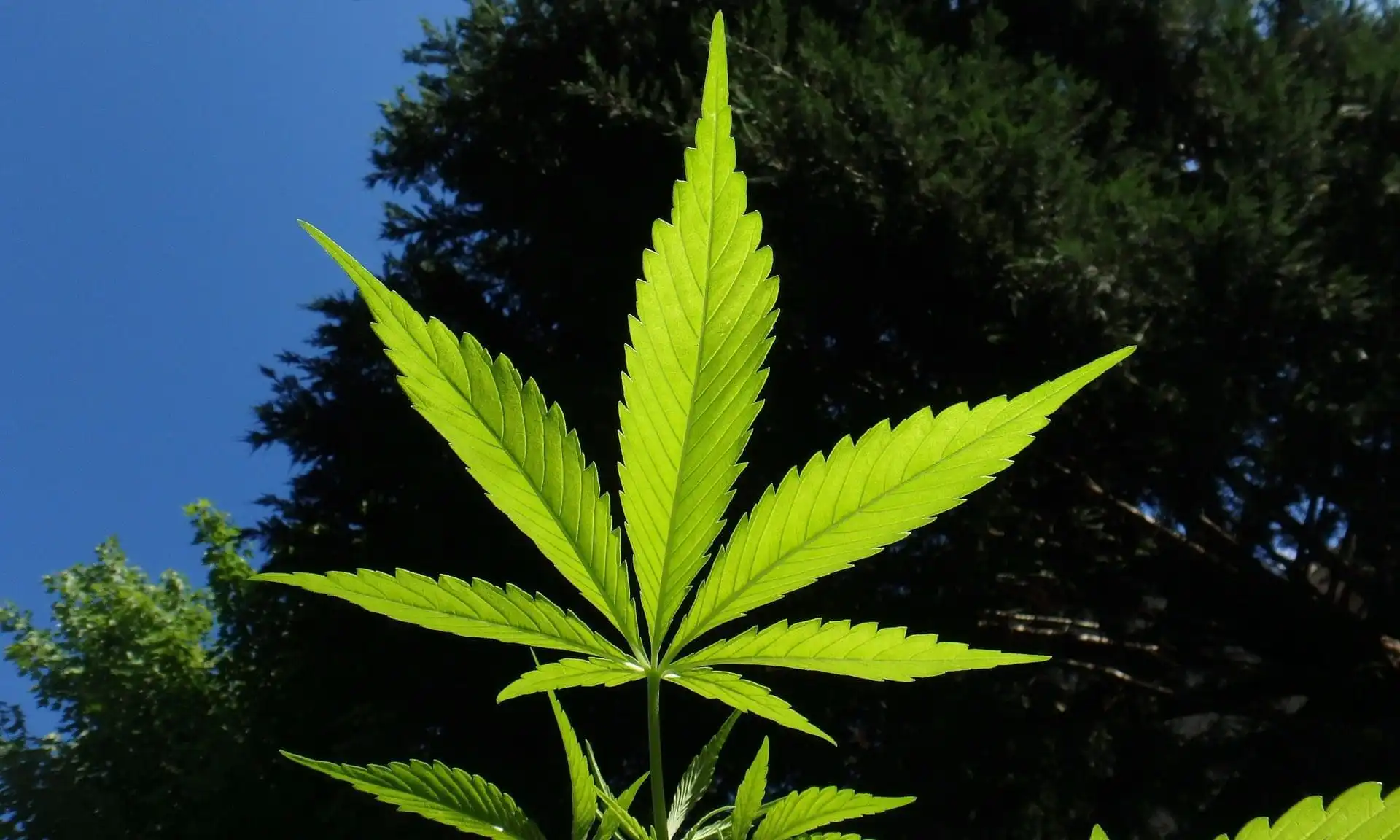 Tennessee Democrats Push cannabis legalization Bill