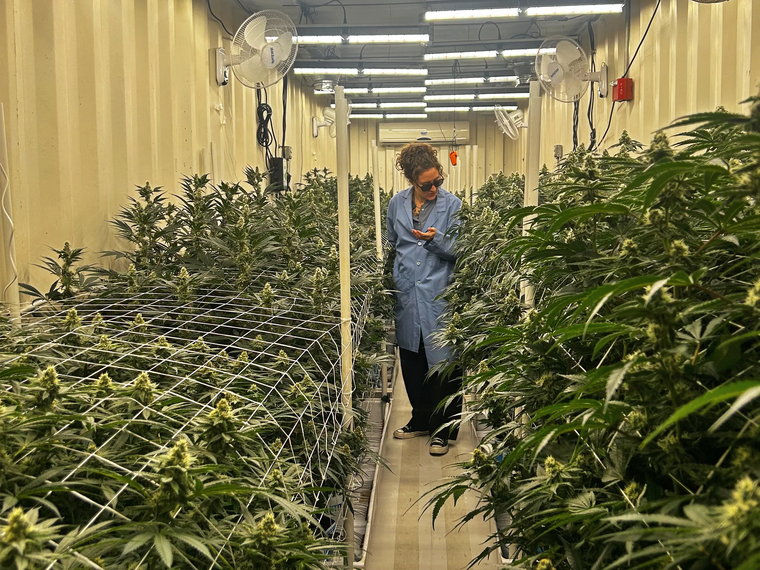 Texas Goodblend Produces medical cannabis in Austin