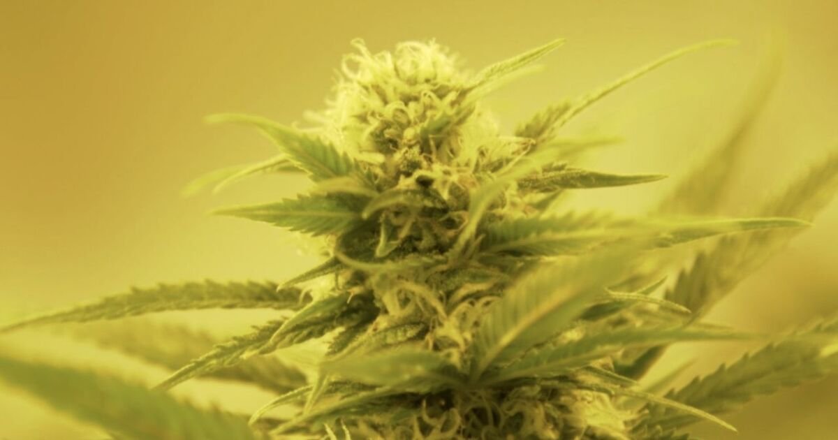 Virginia allows cannabis retail sales starting 2027