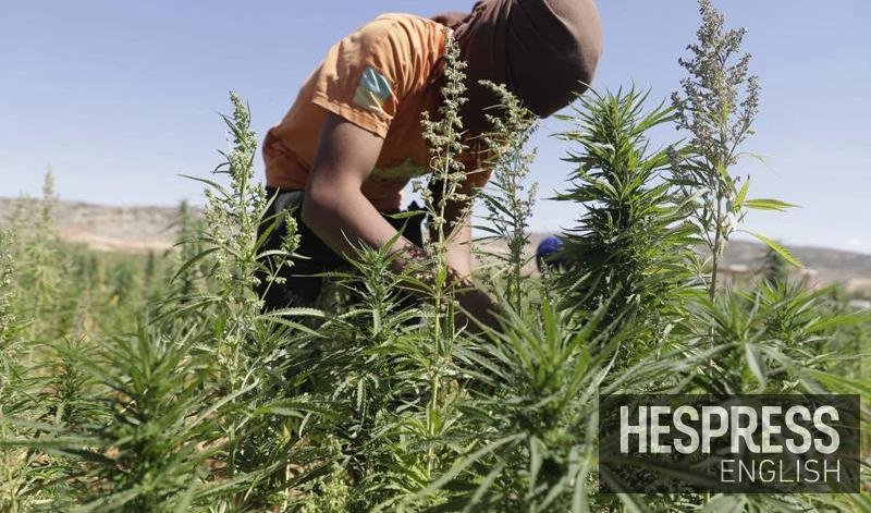 WCO: Morocco ranks fifth in cannabis seizures