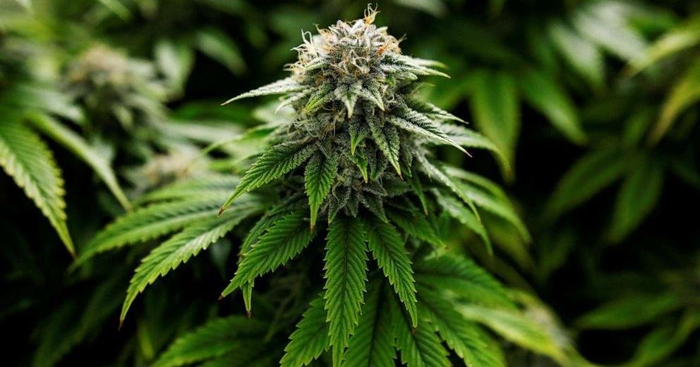 Winston-Salem Seeks medical cannabis Research Hub